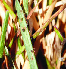 Attēlu rezultāti vaicājumam “Bryobia praetiosa”