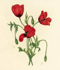 Attēlu rezultāti vaicājumam “Papaver argemone flower”