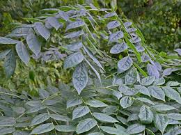 Attēlu rezultāti vaicājumam “Gymnocladus dioicus leaf”