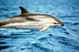 Image result for Stenella coeruleoalba