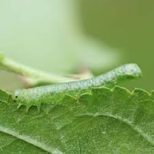 Attēlu rezultāti vaicājumam “Pristiphora maesta”