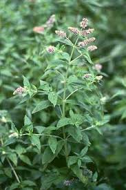 Attēlu rezultāti vaicājumam “Mentha longifolia”