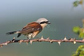 Attēlu rezultāti vaicājumam “Lanius collurio male”