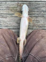 Image result for Minytrema melanops