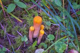 Attēlu rezultāti vaicājumam “Clavariadelphus pistillaris”