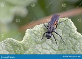 Attēlu rezultāti vaicājumam “Anoplius viaticus”