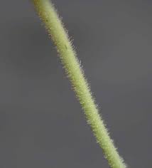 Attēlu rezultāti vaicājumam “Diachea muscorum stalked”