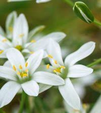 Attēlu rezultāti vaicājumam “Ornithogalum umbellatum”