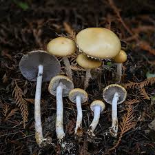 Attēlu rezultāti vaicājumam “Stropharia albocrenulata”