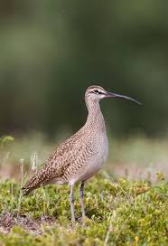 Attēlu rezultāti vaicājumam “Numenius phaeopus adult”