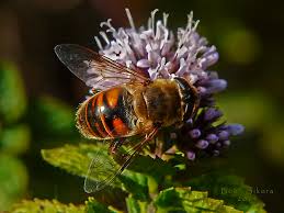 Attēlu rezultāti vaicājumam “Eristalis sp.”