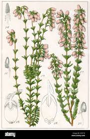 Attēlu rezultāti vaicājumam “Erica tetralix leaf”