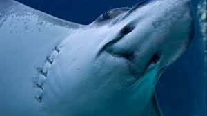 Image result for Myliobatis freminvillei