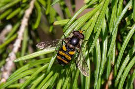 Attēlu rezultāti vaicājumam “Didea alneti”