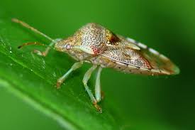 Attēlu rezultāti vaicājumam “Elasmucha grisea imago”