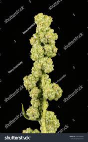 Attēlu rezultāti vaicājumam “Atriplex patula leaf”