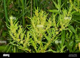 Attēlu rezultāti vaicājumam “Rumex maritimus”