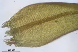 Attēlu rezultāti vaicājumam “Warnstorfia fluitans”