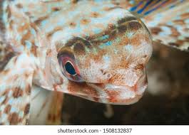 Image result for Dactylopterus volitans