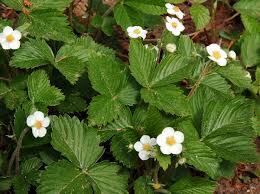 Image result for Fragaria vesca