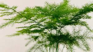 Image result for Dill