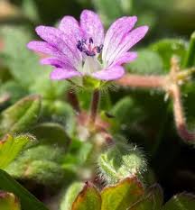 Attēlu rezultāti vaicājumam “Geranium molle flower”