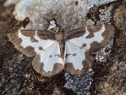 Attēlu rezultāti vaicājumam “Lomaspilis marginata”