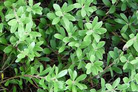 Attēlu rezultāti vaicājumam “Arctostaphylos uva-ursi leaf”