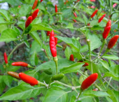 Afbeeldingsresultaat voor thai bird pepper hot pepper