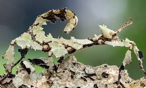 Attēlu rezultāti vaicājumam “Diacrisia sannio larva”