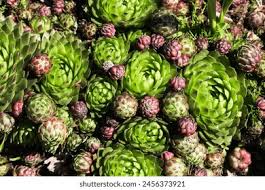 Attēlu rezultāti vaicājumam “Jovibarba globifera flower”