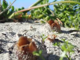 Attēlu rezultāti vaicājumam “Peziza ammophila”