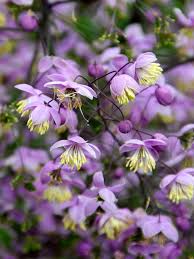 Attēlu rezultāti vaicājumam “Thalictrum”