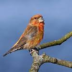 Attēlu rezultāti vaicājumam “Loxia pytyopsittacus”