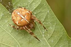 Attēlu rezultāti vaicājumam “Araneus diadematus female”