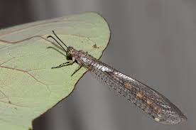 Attēlu rezultāti vaicājumam “Myrmeleontidae imago”