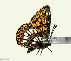 Attēlu rezultāti vaicājumam “Hamearis lucina”