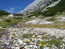 Image result for Alpenmohn
