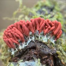 Attēlu rezultāti vaicājumam “Cribraria rufa macro”