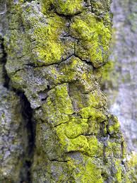 Attēlu rezultāti vaicājumam “Chrysothrix candelaris”