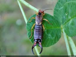 Attēlu rezultāti vaicājumam “Lamproderma debile”