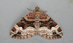 Attēlu rezultāti vaicājumam “Xanthorhoe biriviata”