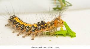 Attēlu rezultāti vaicājumam “Euproctis similis larva”