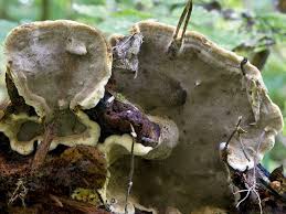 Attēlu rezultāti vaicājumam “Phellinus nigrolimitatus”