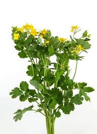 Attēlu rezultāti vaicājumam “Chelidonium majus”