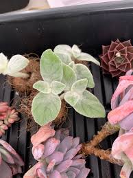 Image result for Sinningia