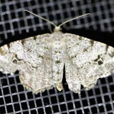 Attēlu rezultāti vaicājumam “Macaria signaria”