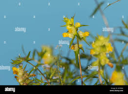 Attēlu rezultāti vaicājumam “Rhinanthus serotinus”