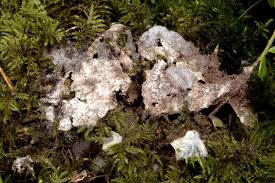 Attēlu rezultāti vaicājumam “Nectriopsis violacea”