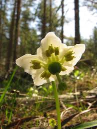 Attēlu rezultāti vaicājumam “Moneses uniflora flower”